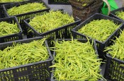 无硫金针菜烘干如何保持品相？不发黑？
