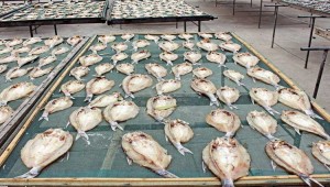 海鱼、鱼肉烘干机干燥鱼干