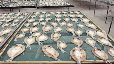 海鱼、鱼肉烘干机干燥鱼干