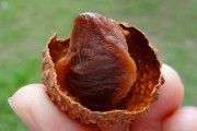 如何选择荔枝烘干机改善荔枝干果？