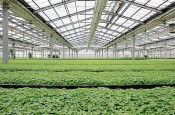 除湿器如何解决高湿度、多种危害的温室除湿问题？