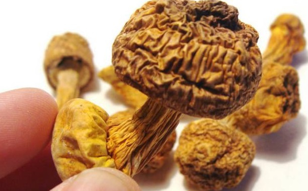 巴西菇、姬松茸烘干机-怎样烘干色泽好且菇体褶片完整？